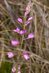 Scalloped milkwort